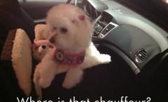 Impatient Honey in Her Doggy Car Seat